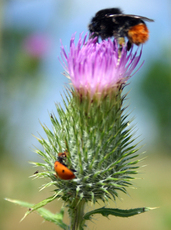 Hummel-und-Marienkaefer.jpg